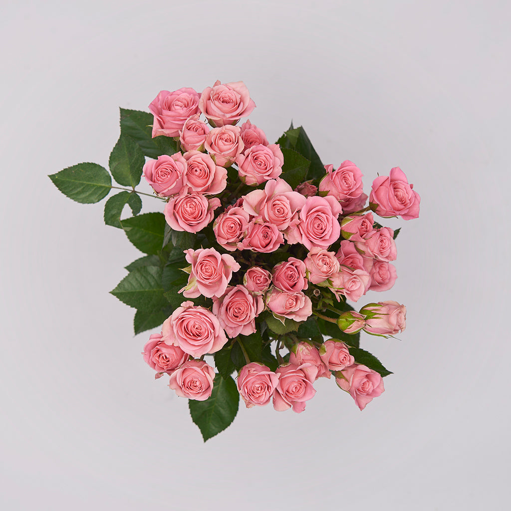 Mini Rosa Rosado 10 Varas.