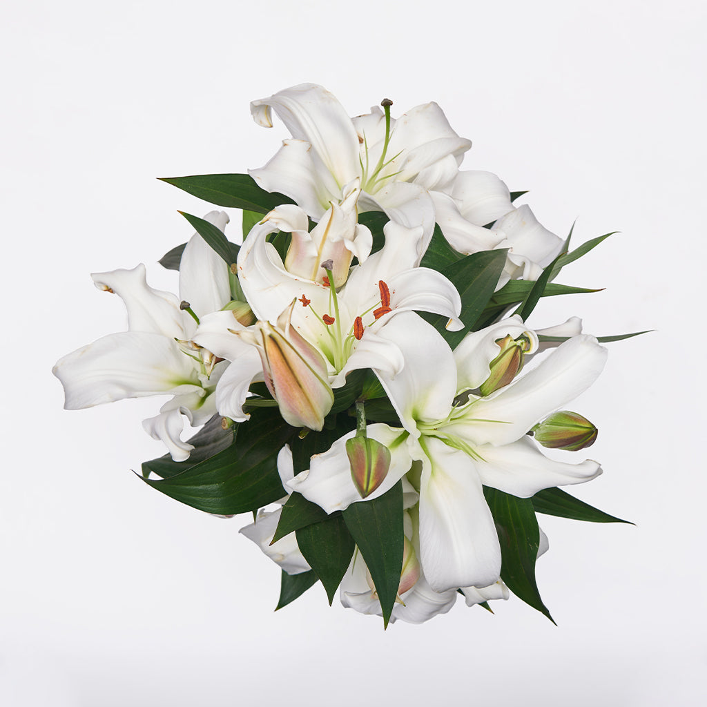 Lilium Oriental Blanco 10 Varas.