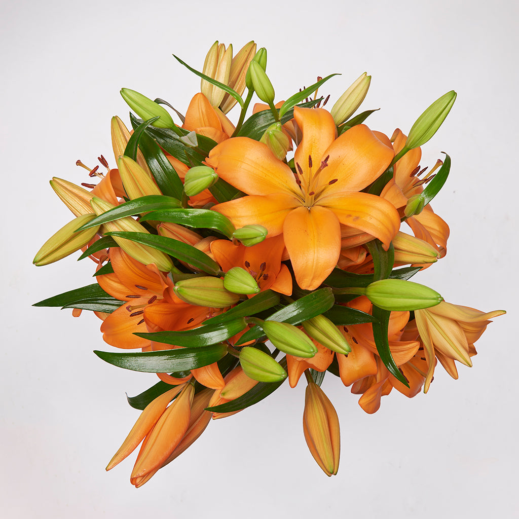 Lilium Asiático Naranjo 10 Varas.
