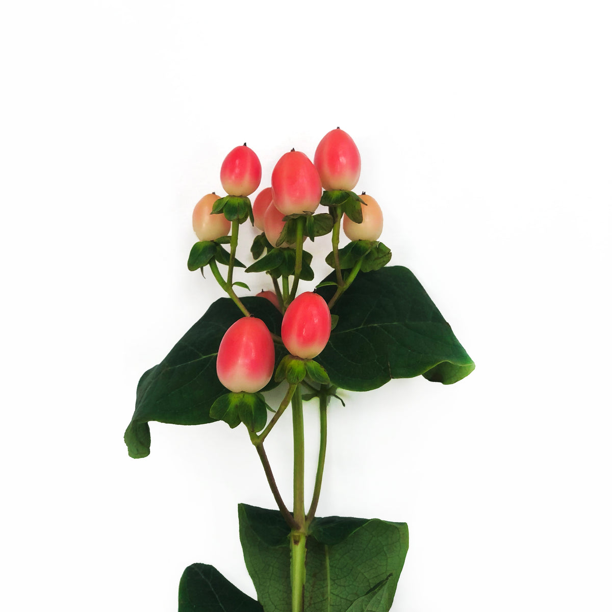 Hypericum Rosado 10 Varas.
