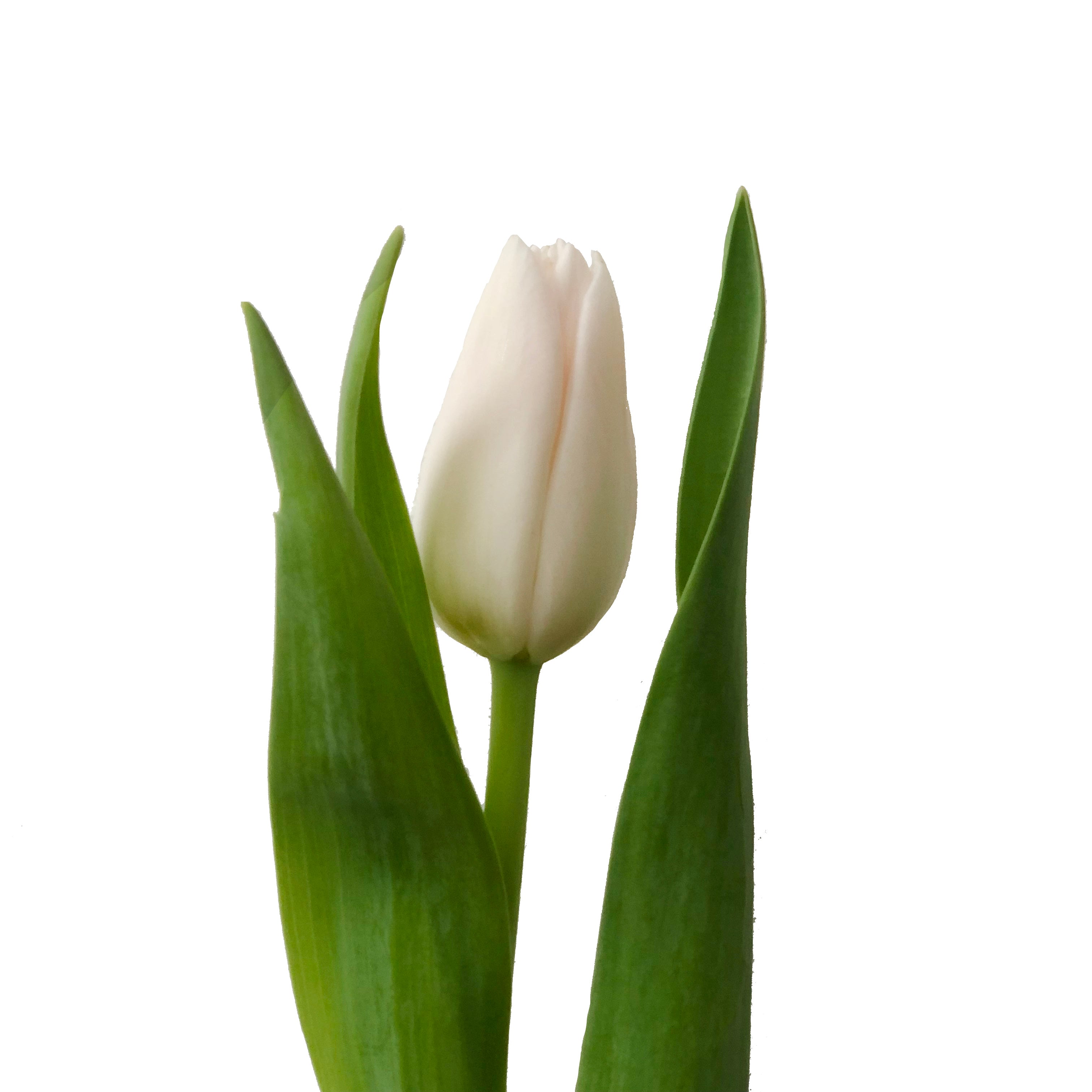 Tulipán Blanco 10 Varas.