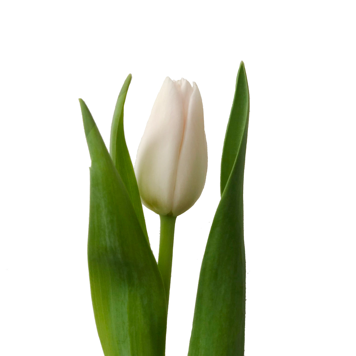 Tulipán Blanco 10 Varas