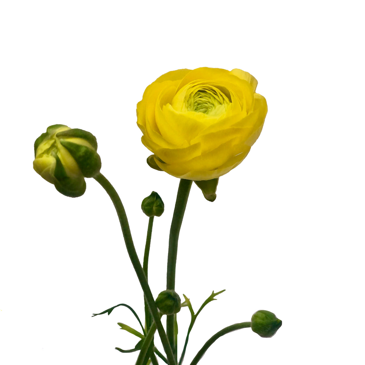 Ranúnculo Amarillo 10 Varas.
