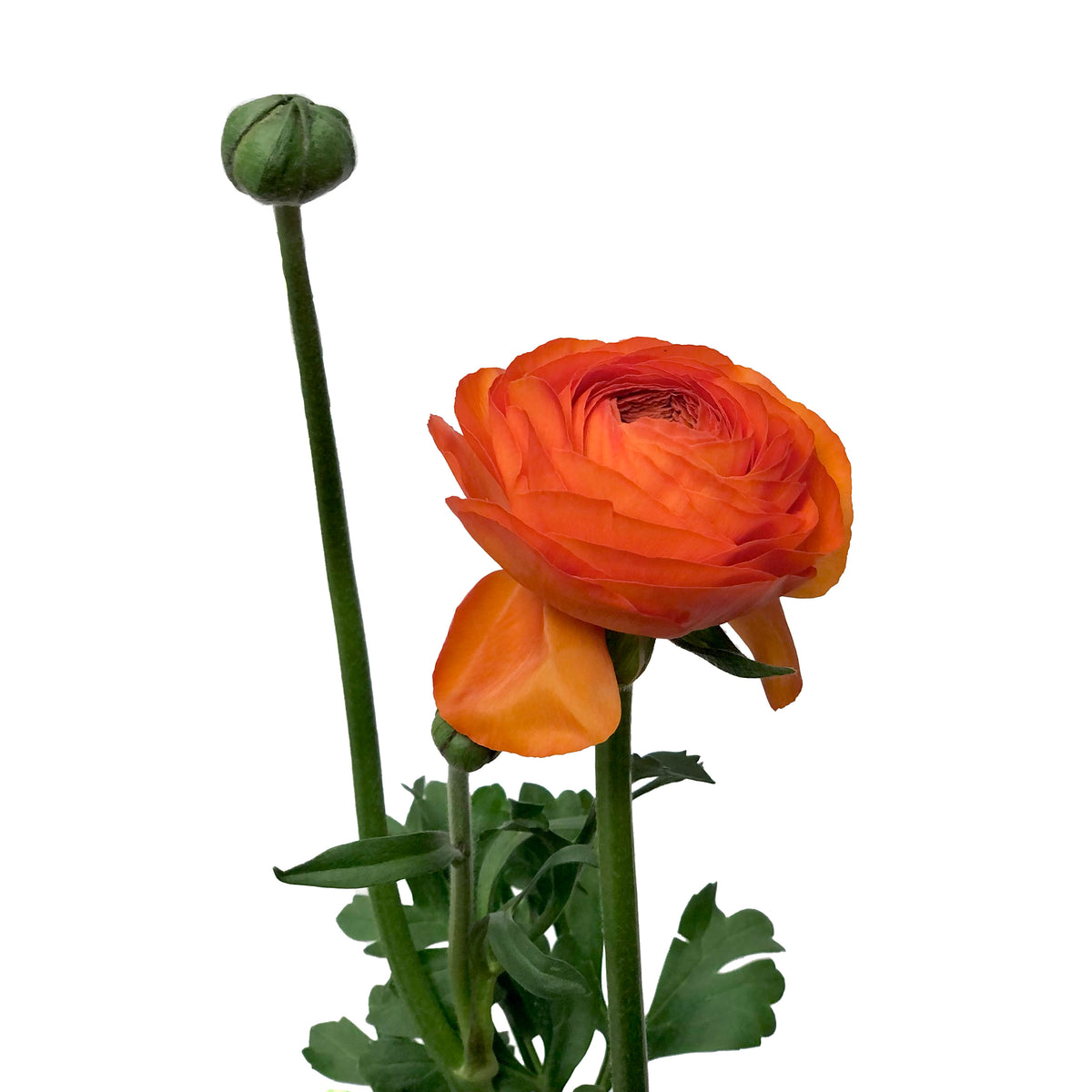 Ranúnculo Naranja 10 Varas.
