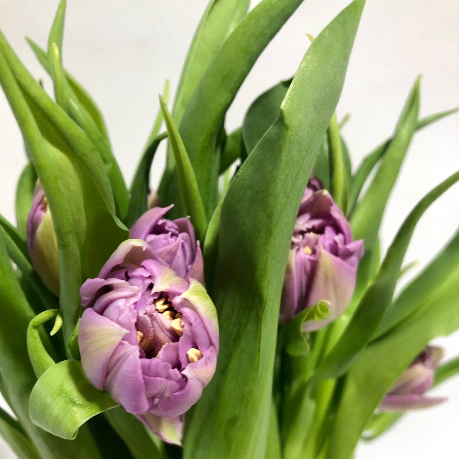 Tulipan  Lavanda (10 varas)