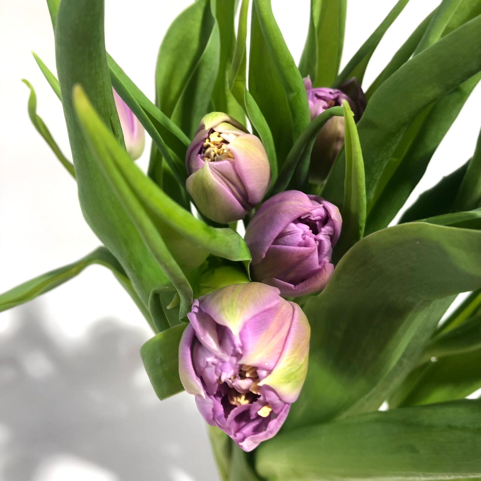 Tulipan  Lavanda (10 varas)
