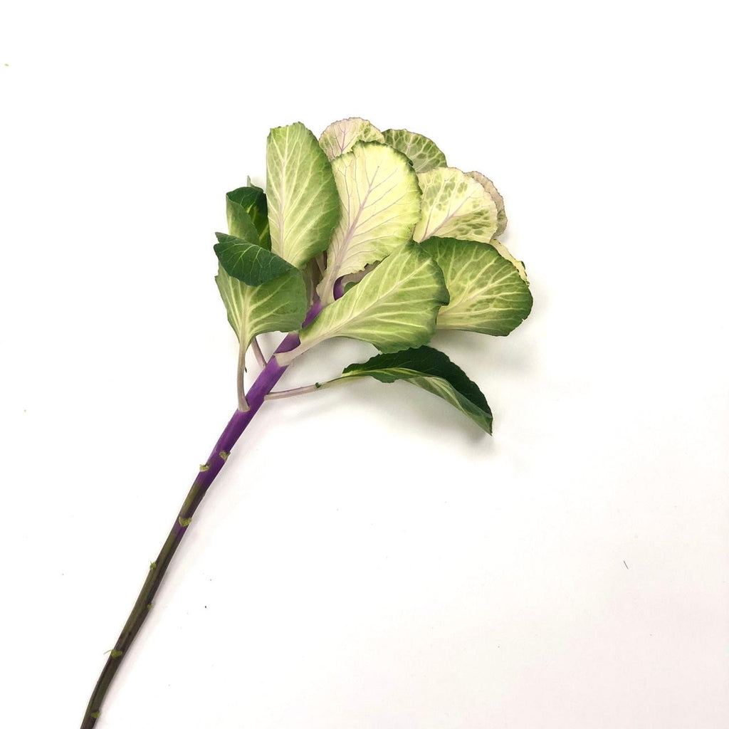Brassica 5 Varas.