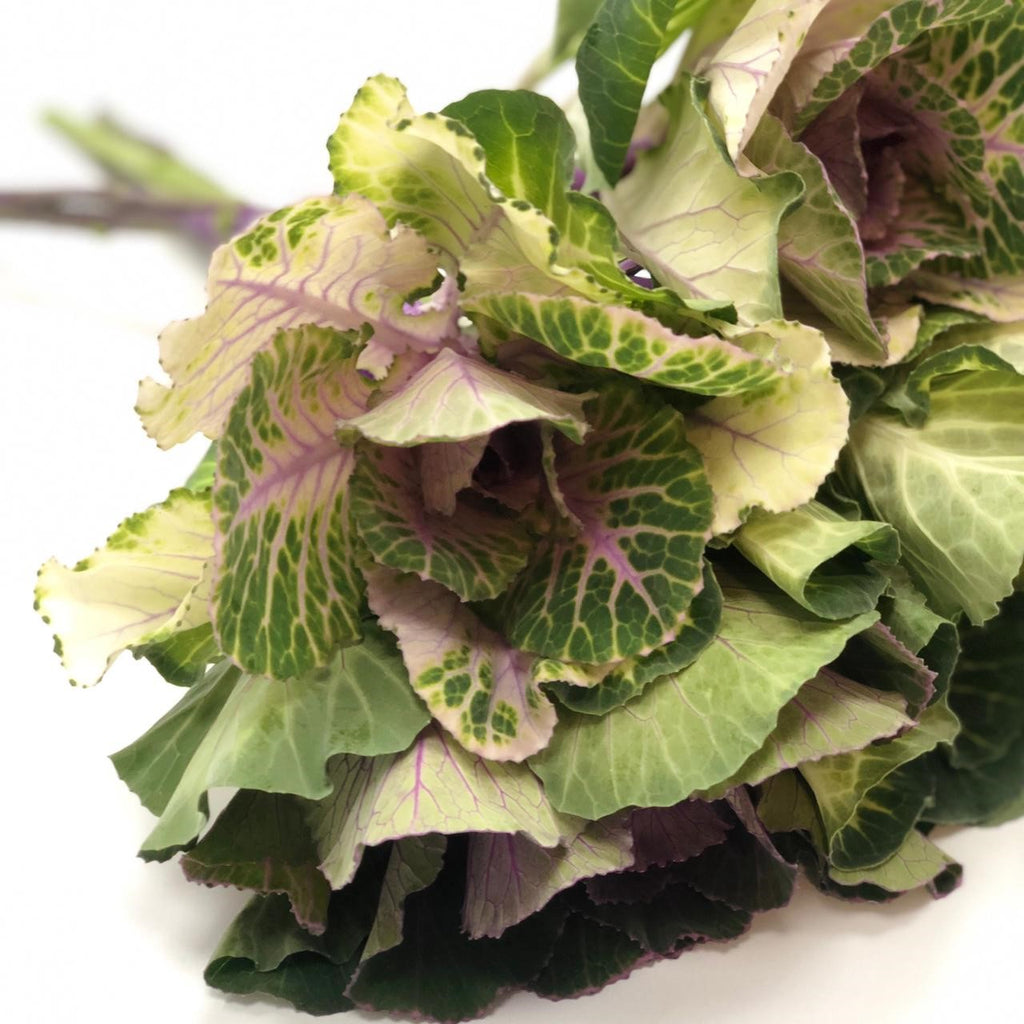 Brassica 5 Varas.