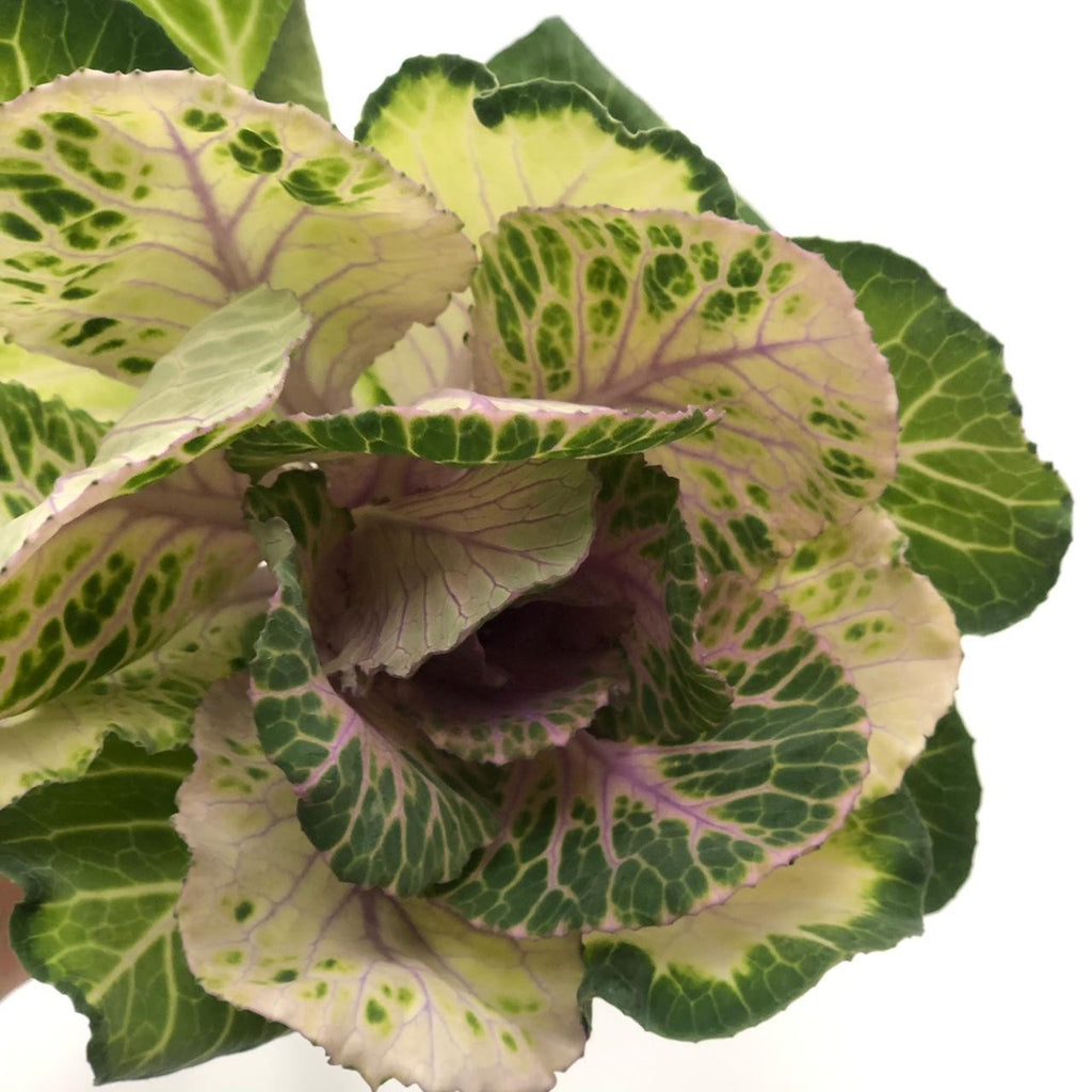 Brassica 5 Varas.