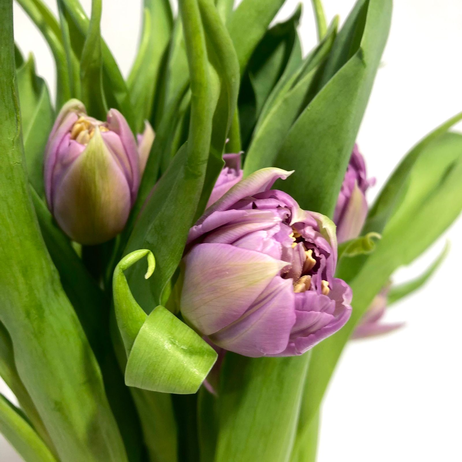 Tulipan  Lavanda (10 varas)