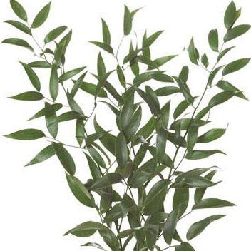 Ruscus Italiano 10 Varas.