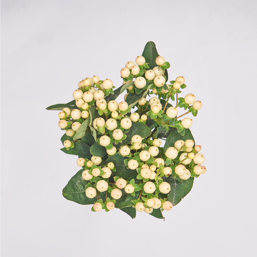 Hypericum Blanco 10 varas