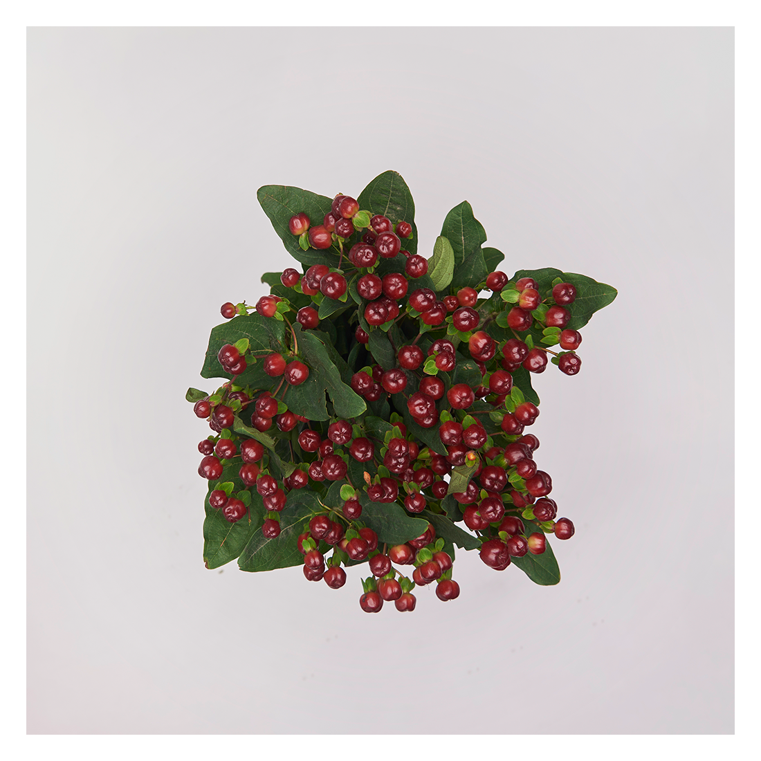 Hypericum Rojo 10 Varas