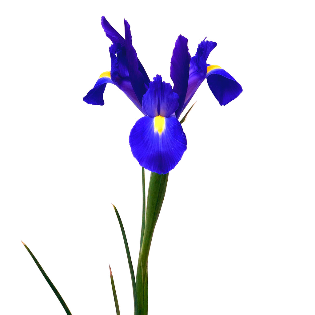 Iris Azul.