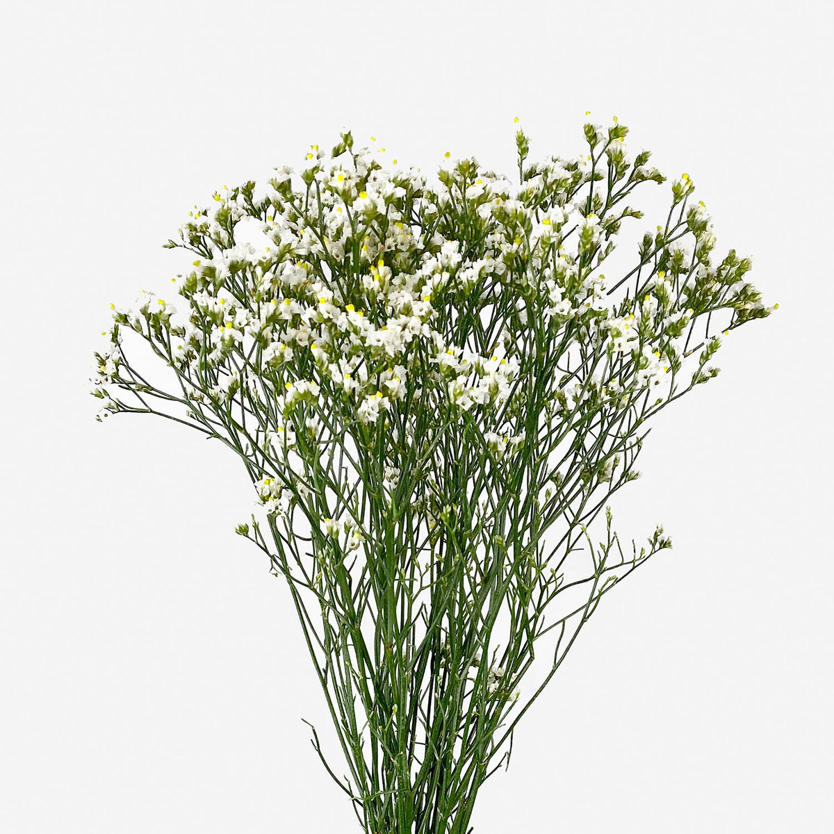 Limónium Blanco 10 Varas