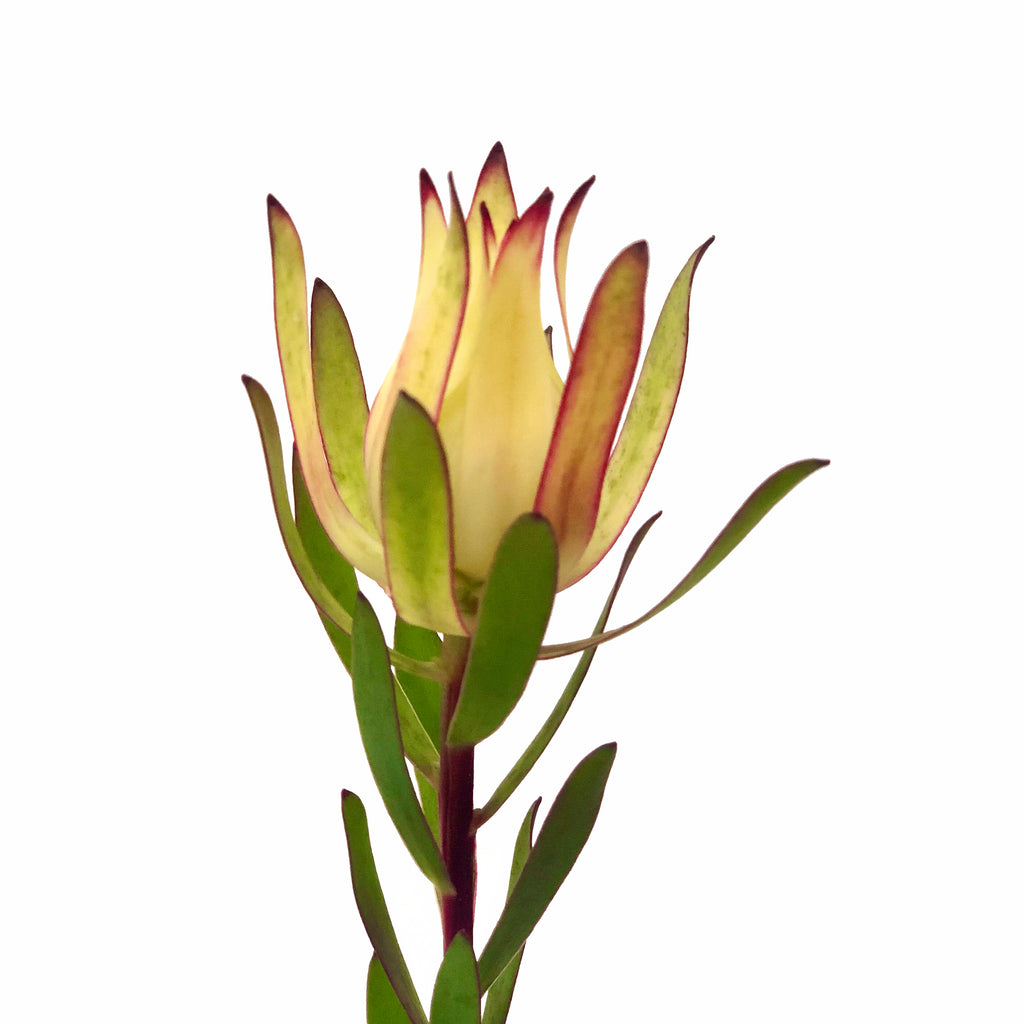 Leucadendron Salignium Amarillo.